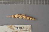 Click for 1 image(s) for this accession. Spike